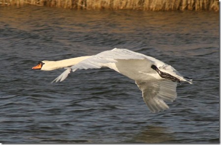 Swan taking off