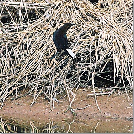Gackle with white tail feather