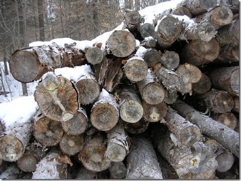 wood-pile