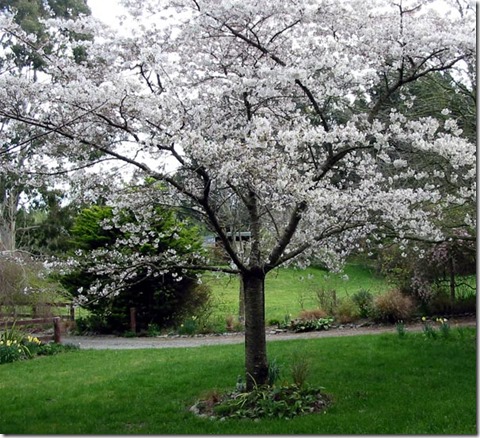 Blossoming Plum Tree