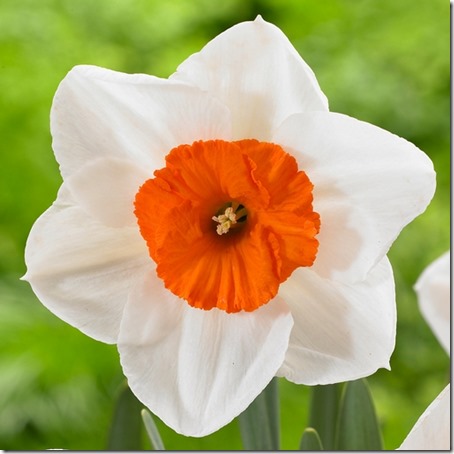 Professor Einstein Narcissus