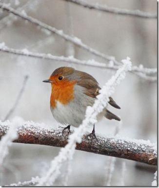 English Robin in Winter