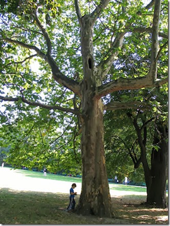 A Plane Tree in London
