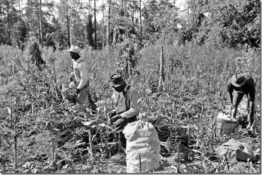 Negro sharecropper and two wagehands shucking corn for the landlord, a white woman. On road to Cedar Grove, west of highway No. 14, Orange County, North Carolina, Sept 1939