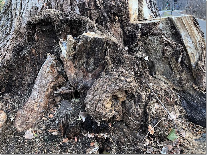 large tree stump 800