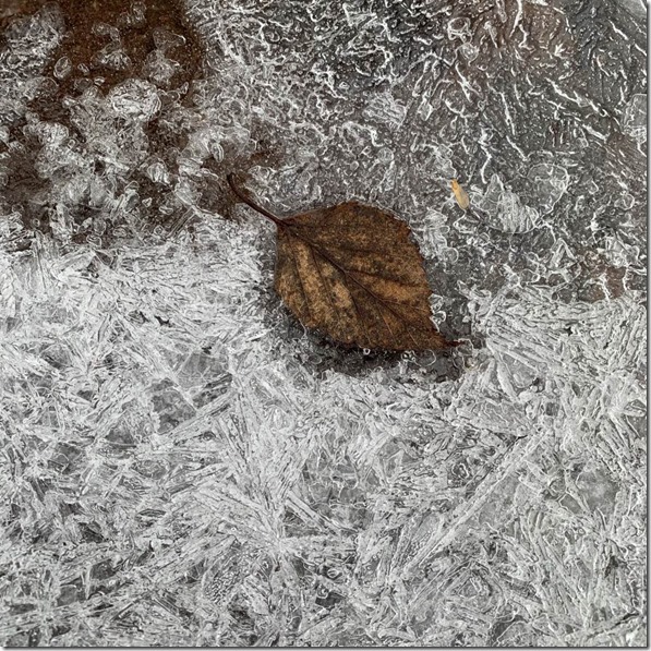 Late Fall - a leaf in new lake ice photo by Heidi Randen 1024