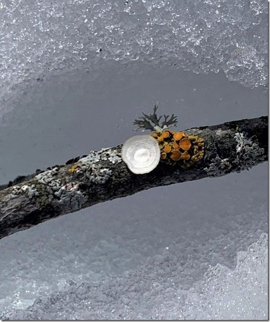 Late Winter Zen Garden crop