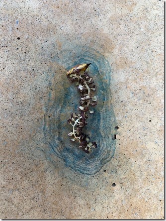 Cottonwood Catkins Spinal Halo 1080