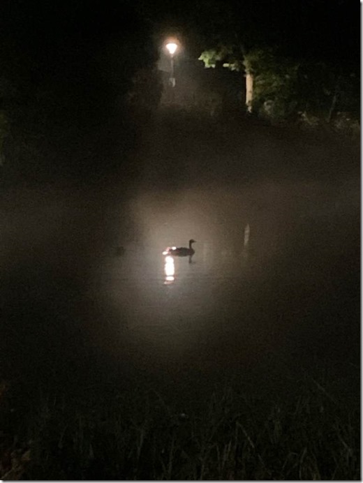 By Moonlight a Goose Can Be A Swan by Heidi Randen 1024