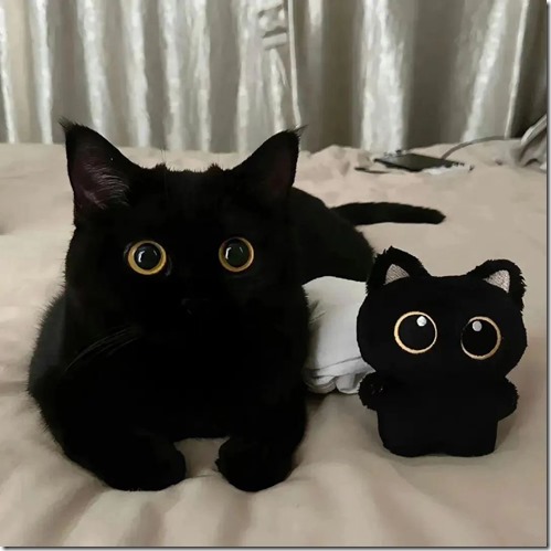 Black Cat