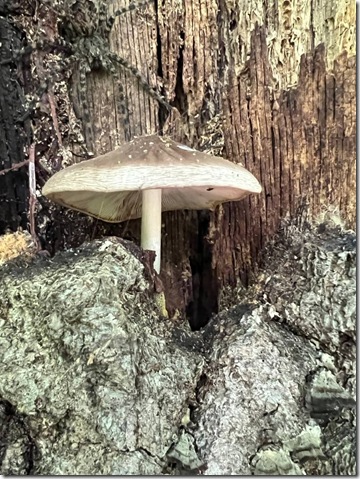 spider and mushroom by Heidi Randen 1080