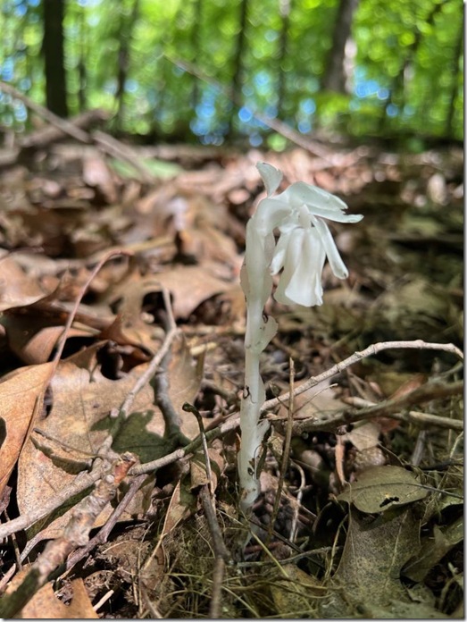 Ghost Pipe flowers photo by Heidi Randen 1080