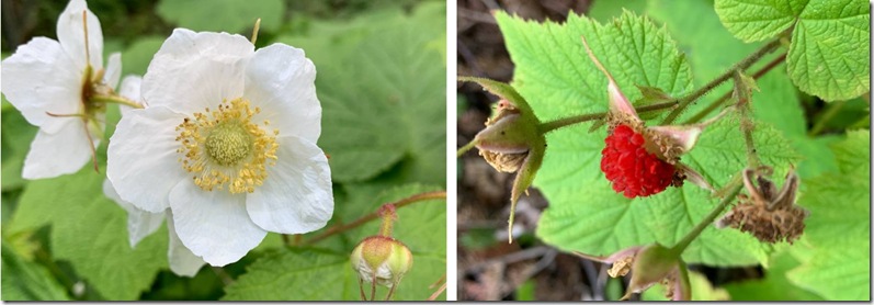 Thimbleberries by Heidi Randen